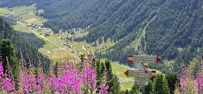 Kwitnąca wierzbówka i widok w dół na dolinę Livigno